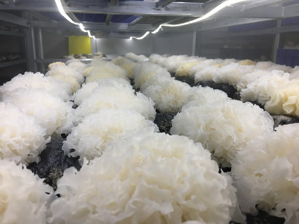 16雪耳 (1).JPG